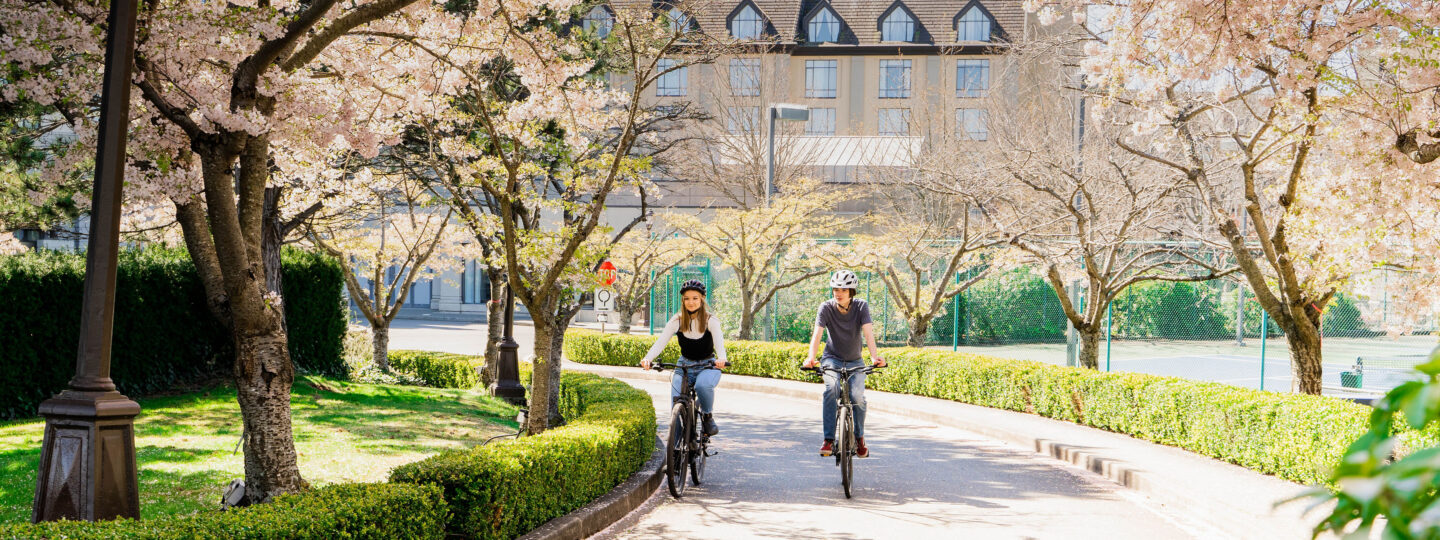 A couple on bikes riding through cherry blossoms.